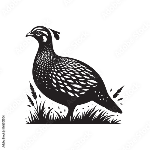 Bold Francolin Bird Vector Silhouette – Striking Ground-Dweller, Sharp Call, and Agile Forager Captured in Elegant Minimalist Wildlife Art.