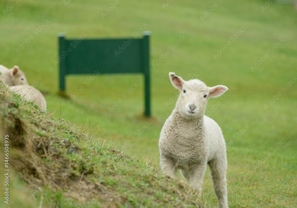 Fototapeta premium Baby lamb grazing on the green hills. Back of the park sign on the grass. Golden Bay, South Island.