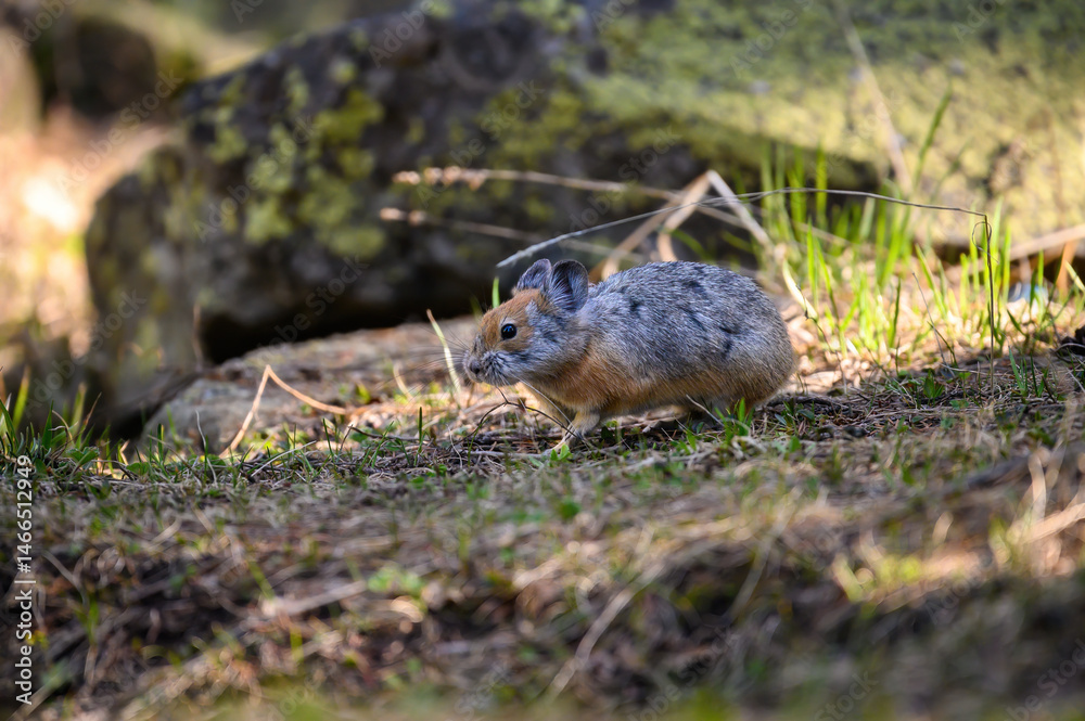 Naklejka premium squirrel in the park