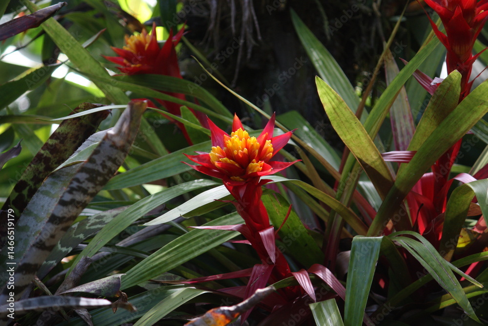 Obraz premium Hawaiian torches- red and yellow flower
