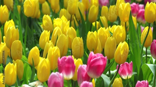 Beautiful of Tulips flowers blooming in the colorful background. yellow Tulip flowers blooming in the garden.