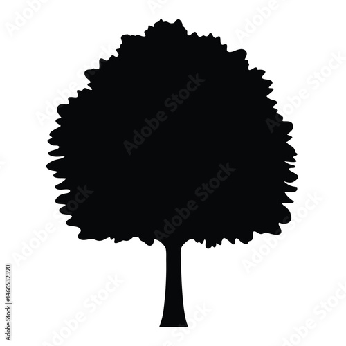 poplar tree vector silhouette icon, black and white illustration of trees.