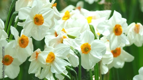 Beautiful blooming of daffodil in white and orange colors in the garden. yellow jonquil, rush daffodil, Narcissus jonquilla