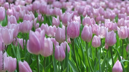 Beautiful of Tulips flowers blooming in the colorful background. pink tulip flowers blooming in the garden.