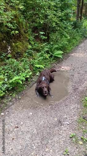 Dog enjoys a muddy puddle during a forest walk in the summer afternoon