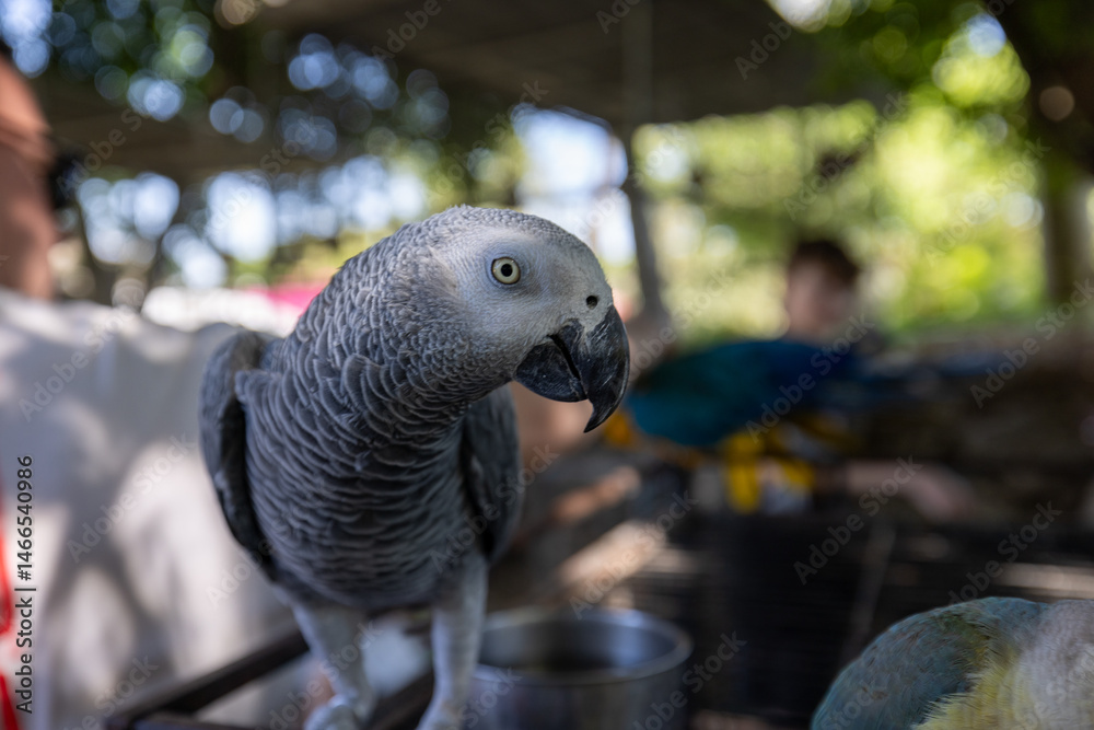 Fototapeta premium Jacko parrot portrait 