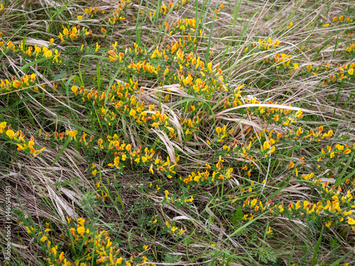 Genista tinctoria, dyer’s greenweed, growing on dry grassland in Slovakia. Yellow flowering plant typical of steppe and calcareous meadows.