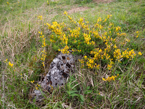 Genista tinctoria, dyer’s greenweed, growing on dry grassland in Slovakia. Yellow flowering plant typical of steppe and calcareous meadows.