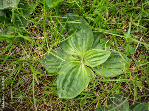 Cuadro en lienzo Top view of broadleaf plantain (Plantago major) growing in a grassy field