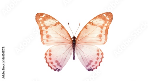 Watercolor butterfly illustration with orange and pink tones