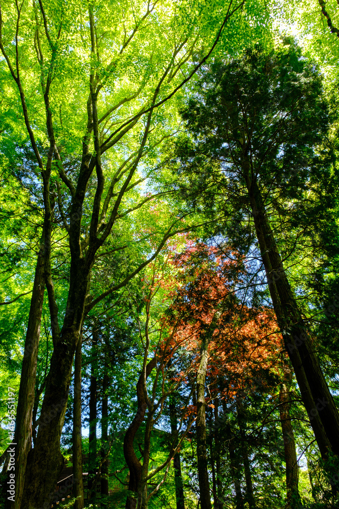 Obraz premium 新緑が眩しい六甲山の森の中で撮影