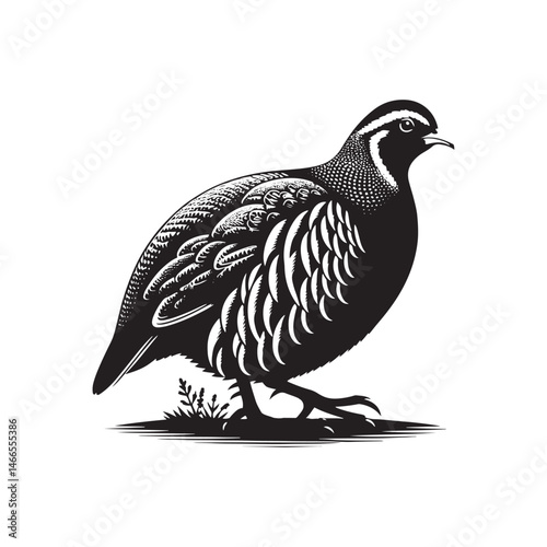 Wallpaper Mural Grey Partridge Vector Silhouette, Detailed Ground Bird Design, Nature-Inspired Wildlife Art, Elegant Avian Outline, Rustic Bird Illustration.
 Torontodigital.ca