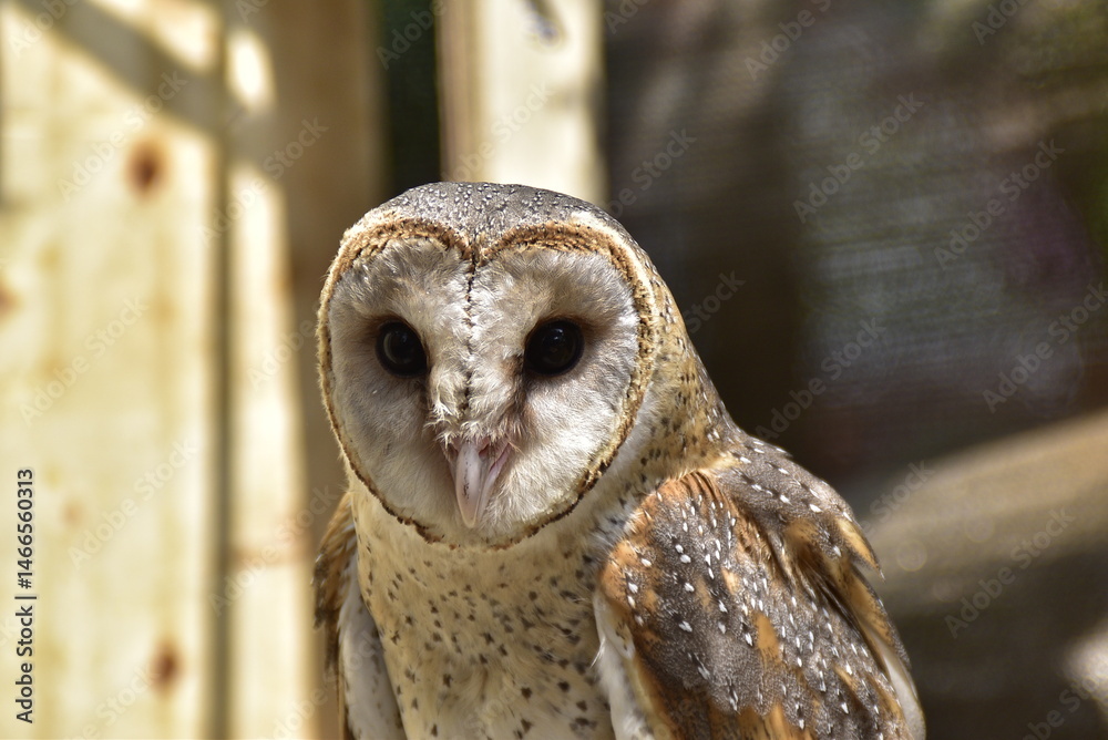 Naklejka premium The golden-masked owl is an owl endemic to the island of New Britain, Papua New Guinea.