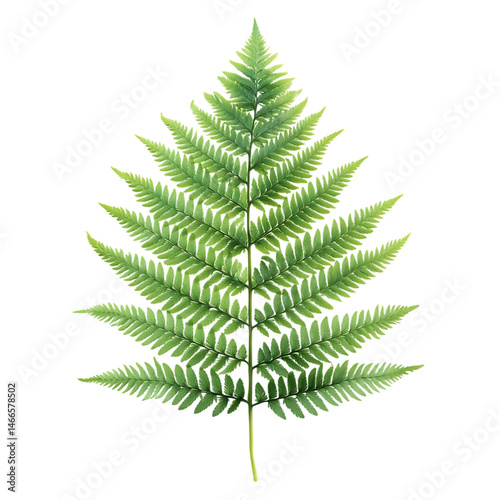 Delicate Fern Leaf with Soft Feathery Leaves Isolated on Transparent Background