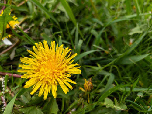 Wallpaper Mural A yellow dandelion in the middle of some green grass Torontodigital.ca