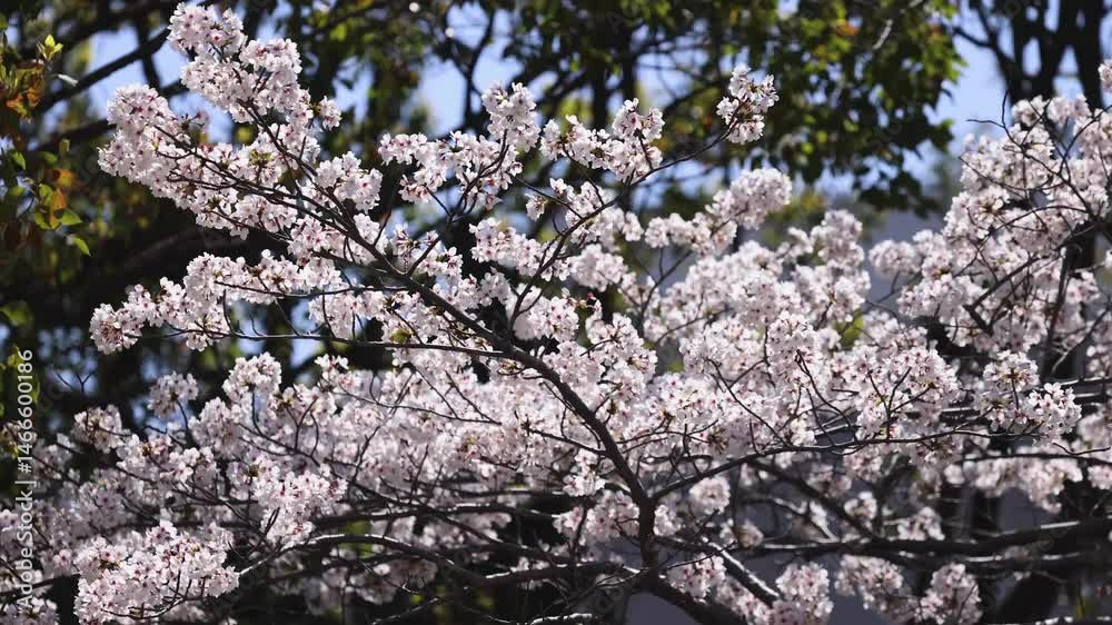 Cherry blossom season in Japan, hanami in park, blooming pink sakura, plum and peach trees in the streets of Fukuoka, Kyushu island region, sunny day, pink Cherry blossoms, spring full bloom in April Cherry blossom season in Japan, hanami in park, blooming pink sakura, plum and peach trees in the streets of Fukuoka, Kyushu island region, sunny day, pink Cherry blossoms, spring full bloom in April