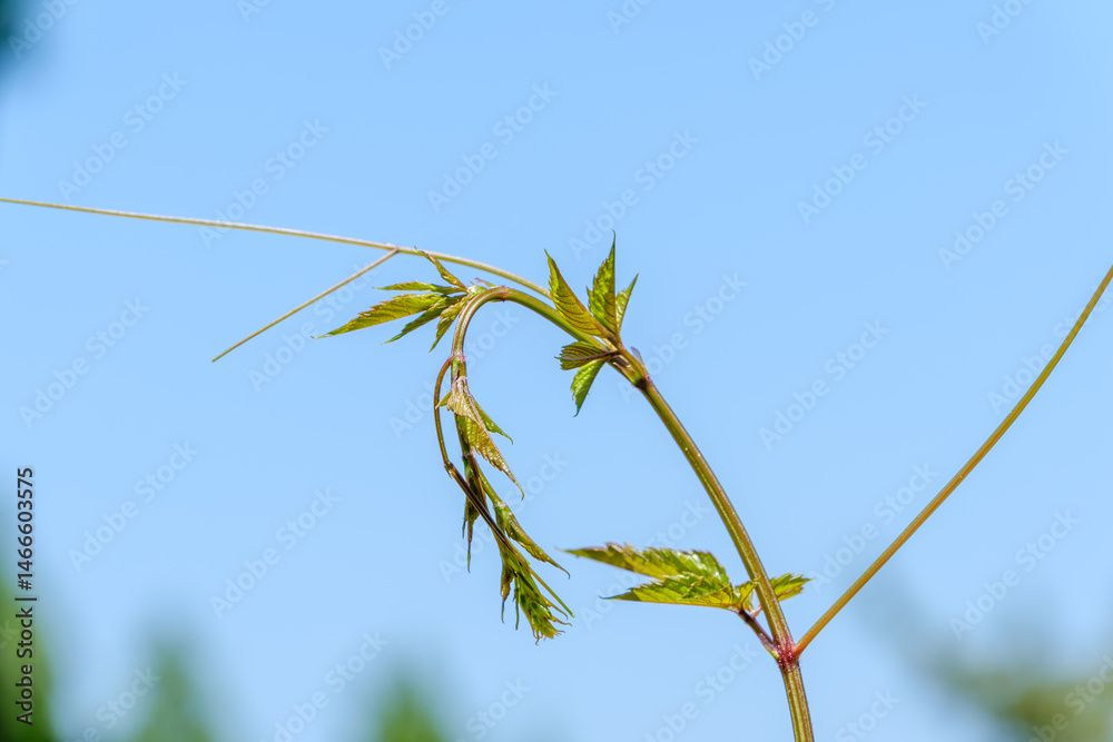 新芽が伸びる春のツル植物