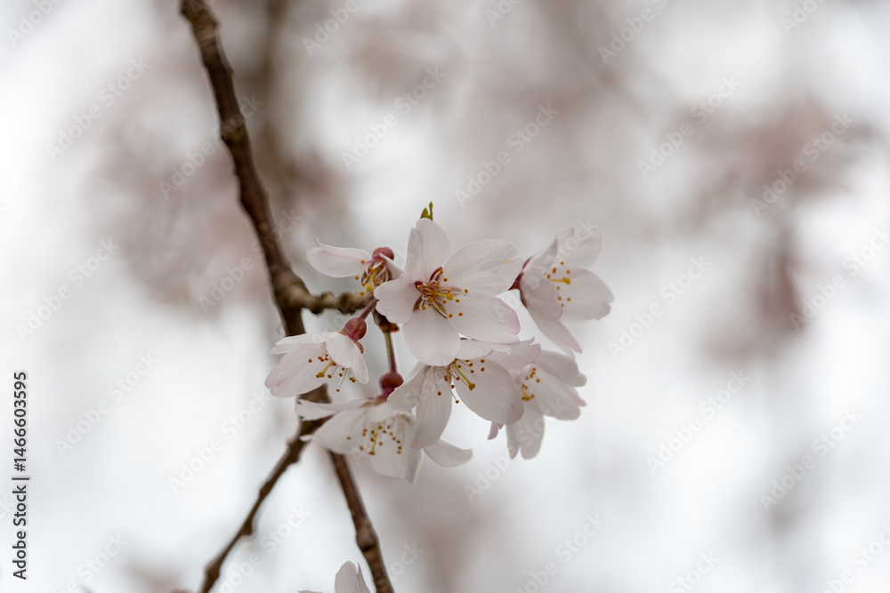 満開のソメイヨシノの花