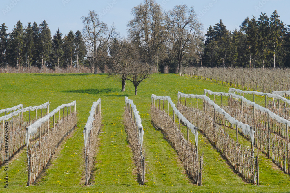 Fototapeta premium Apfelregion, Apfelanbaugebiet, Bodenseepfel, Malus sylvestris