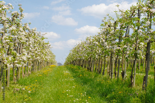 Apfelregion, Apfelanbaugebiet, Bodensee photo
