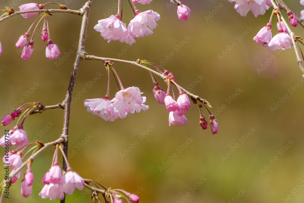 しだれ桜の優雅な枝先