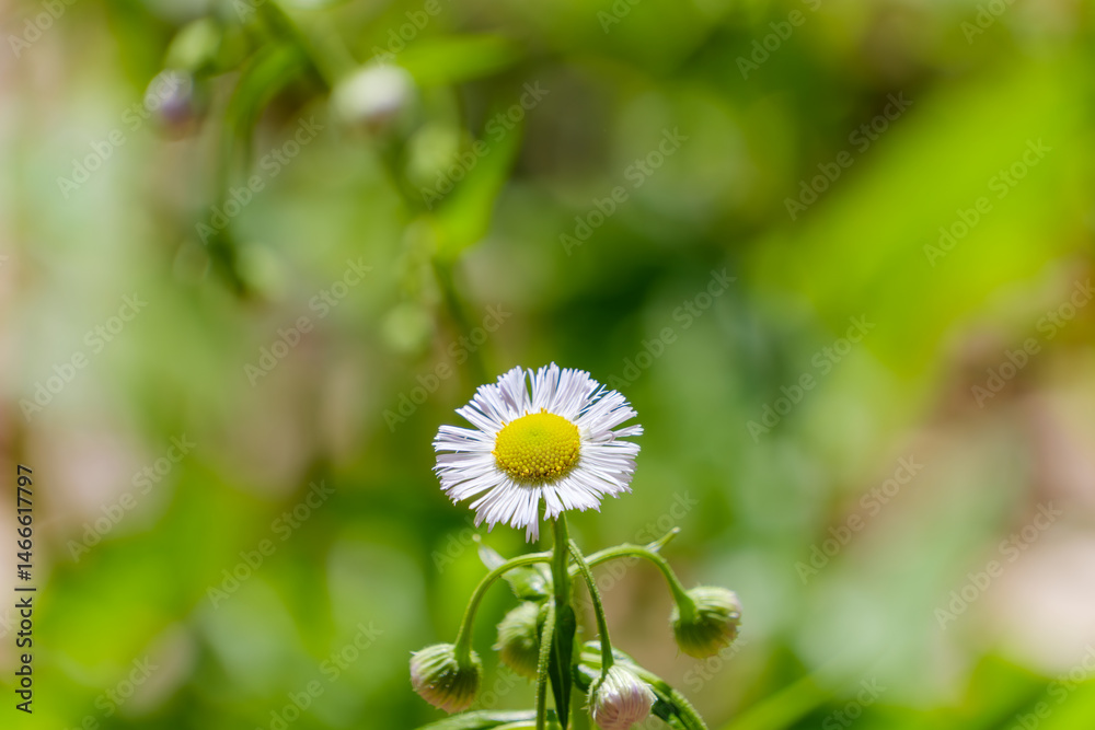 緑の中に咲くヒメジョオンの花