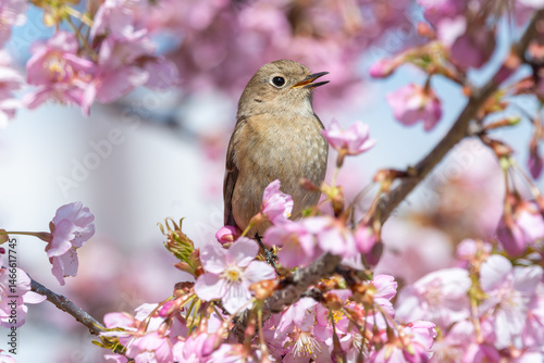 Obraz na płótnie 桜の枝にとまるジョウビタキの雌 w salonie