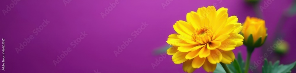 Fototapeta premium Yellow chrysanthemum blossom, vibrant purple backdrop, plant, nature