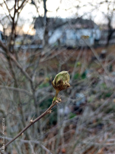 Winter Bud on a Branch