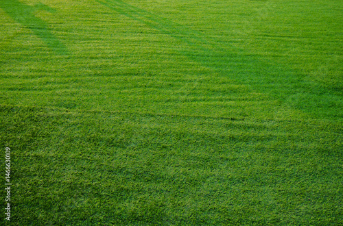 Green grass field texture background.
