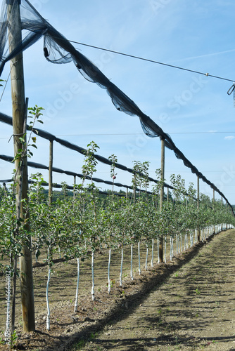 Junge Apfelplantage, Apfelregion, Apfelanbaugebiet, Bodensee photo