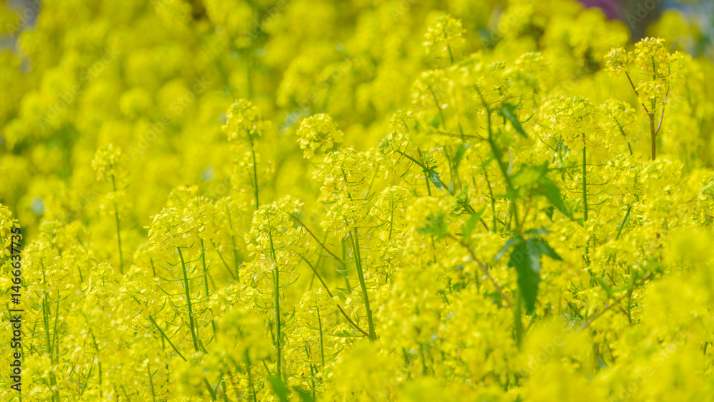 一面に広がる鮮やかな菜の花畑