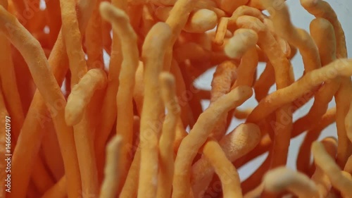 Cordyceps