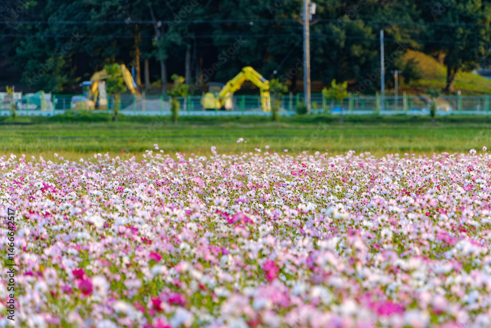 秋桜が一面に咲き誇る田園風景