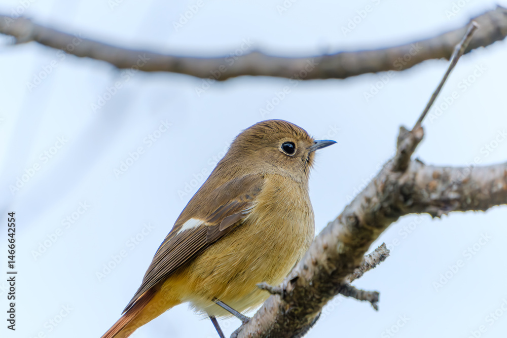 冬の枝にとまるジョウビタキの雌