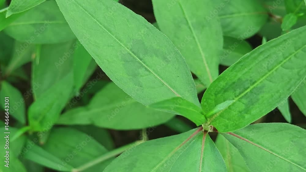 Vietnamese Coriander Vietnamese Coriander