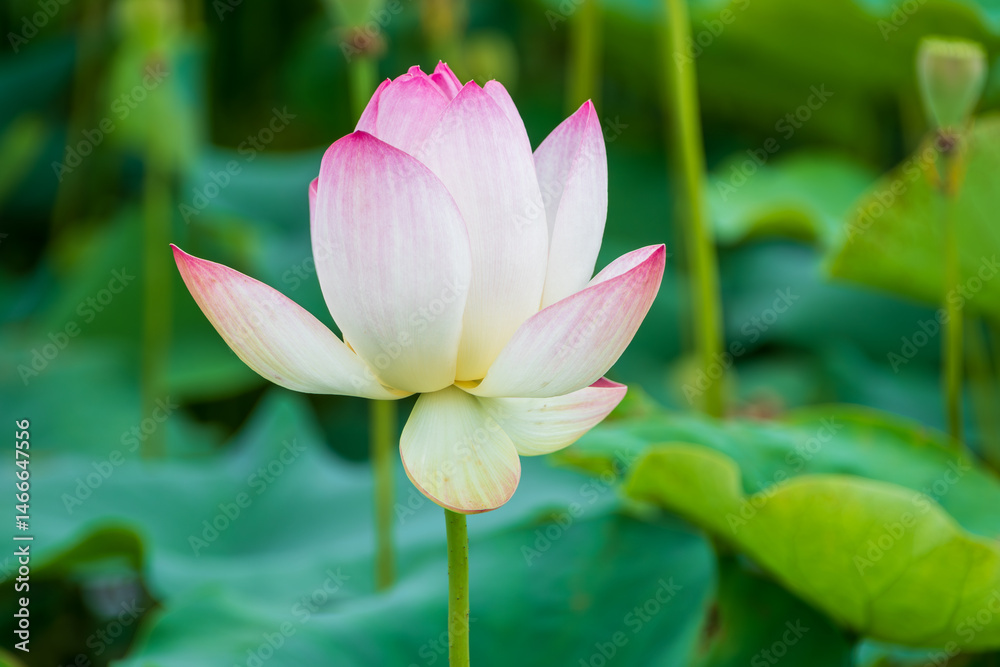 やさしいグラデーションの蓮の花