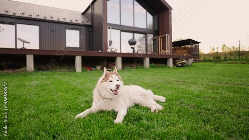 portrait of happy and fluffy siberian husky dog laying outside the country house