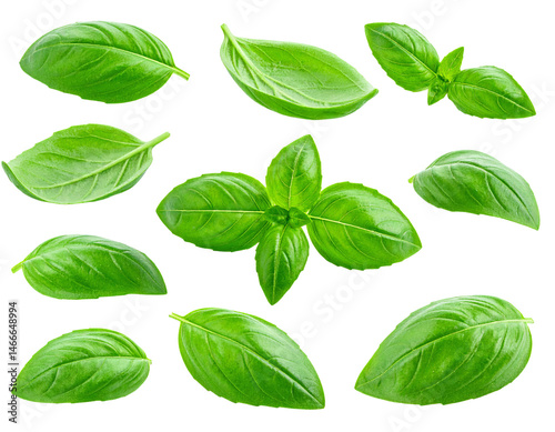 Fresh green basil leaves isolated on transparent background for culinary designs