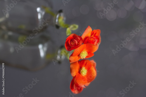 abstract, artistic, background, beautiful, beauty, begonia, begonia flower, bloom, blooming, blossom, blossoming, blur, blurred background, bright, close-up, closeup, color, colorful, decor, decoratio photo