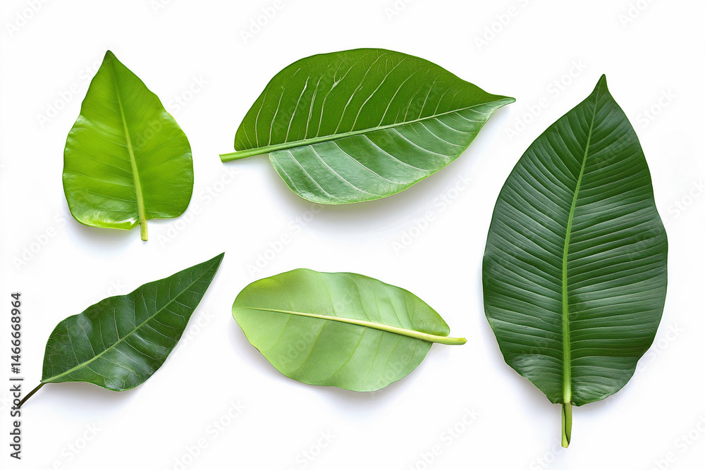 green leaf isolated on white green leaf isolated on white