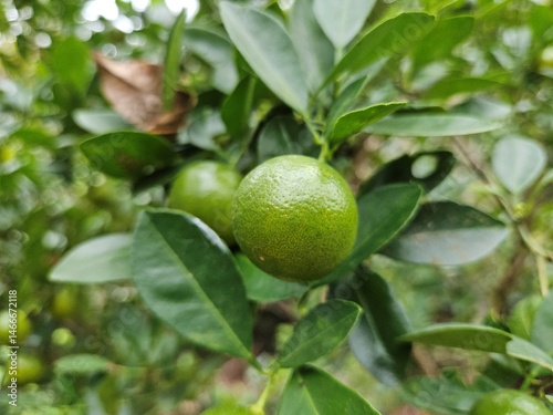 A close-up photo of calamansi also known as calamondin or Phillipines lemon fruits on a tree.