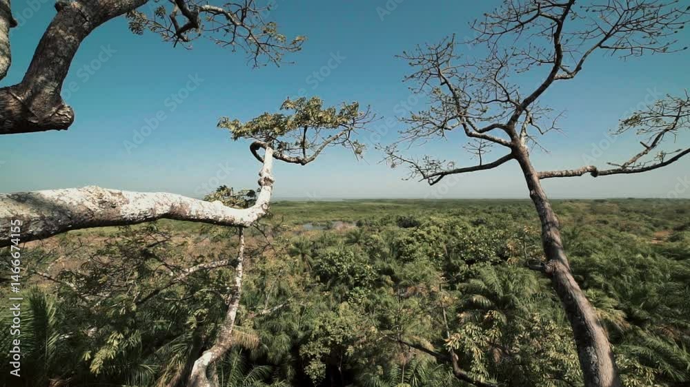Panoramique aérien depuis les hauteurs d’un fromager géant, dévoilant la canopée luxuriante de la forêt tropicale en Casamance au Sénégal, en pleine journée