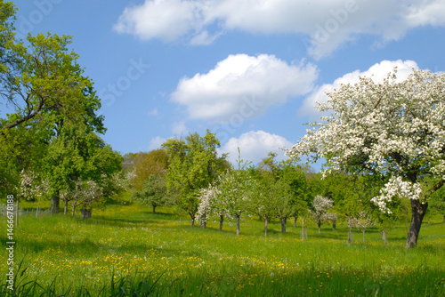 Obstbäume, Streuobst