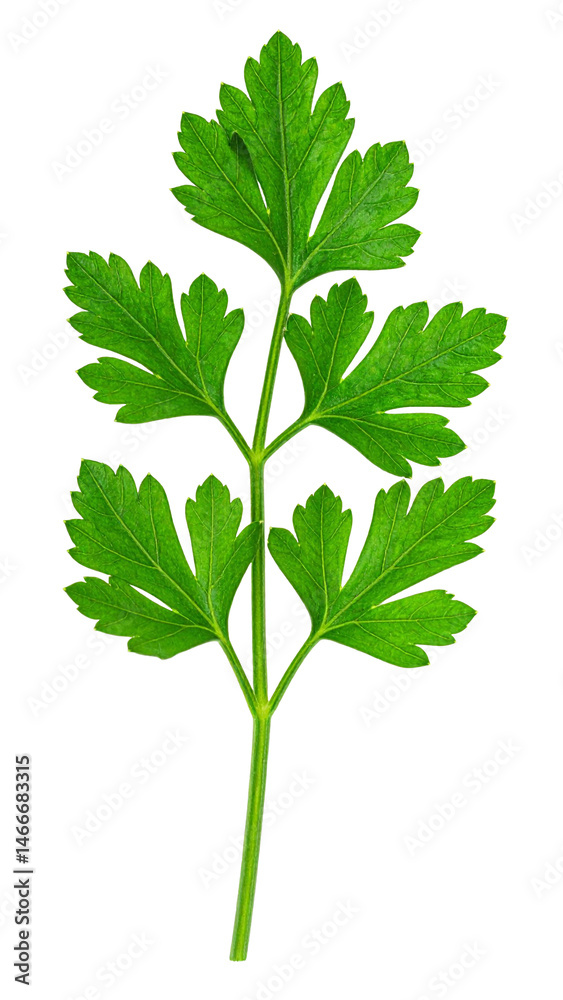 Naklejka premium parsley