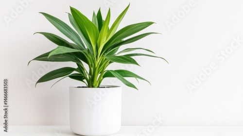 A lush green plant in a white pot sits against a white wall.