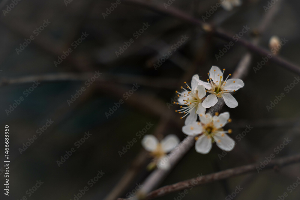 Three flowers on the right side of the frame with space on the left side against a neutral dark blurred background