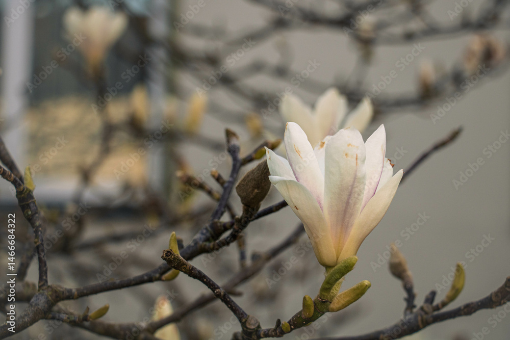 Flower of beautiful white magnolia cylindrical against the background of tree branches
