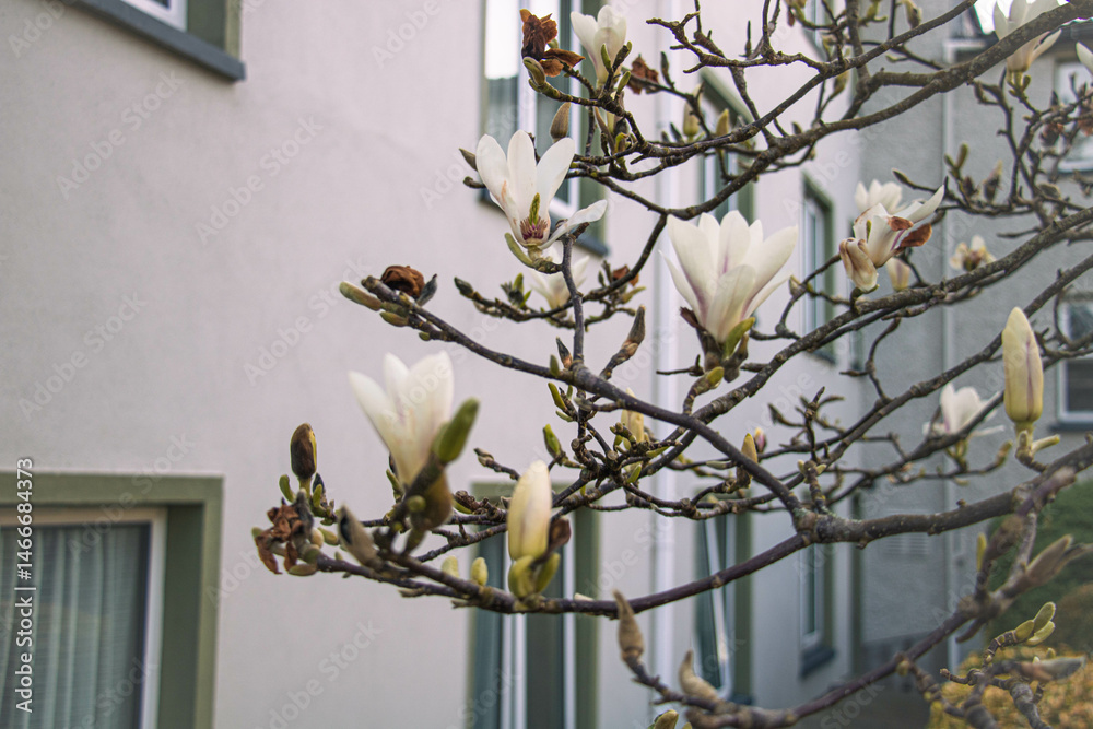 Inflorescences on a white magnolia tree near a house, many windows in the background