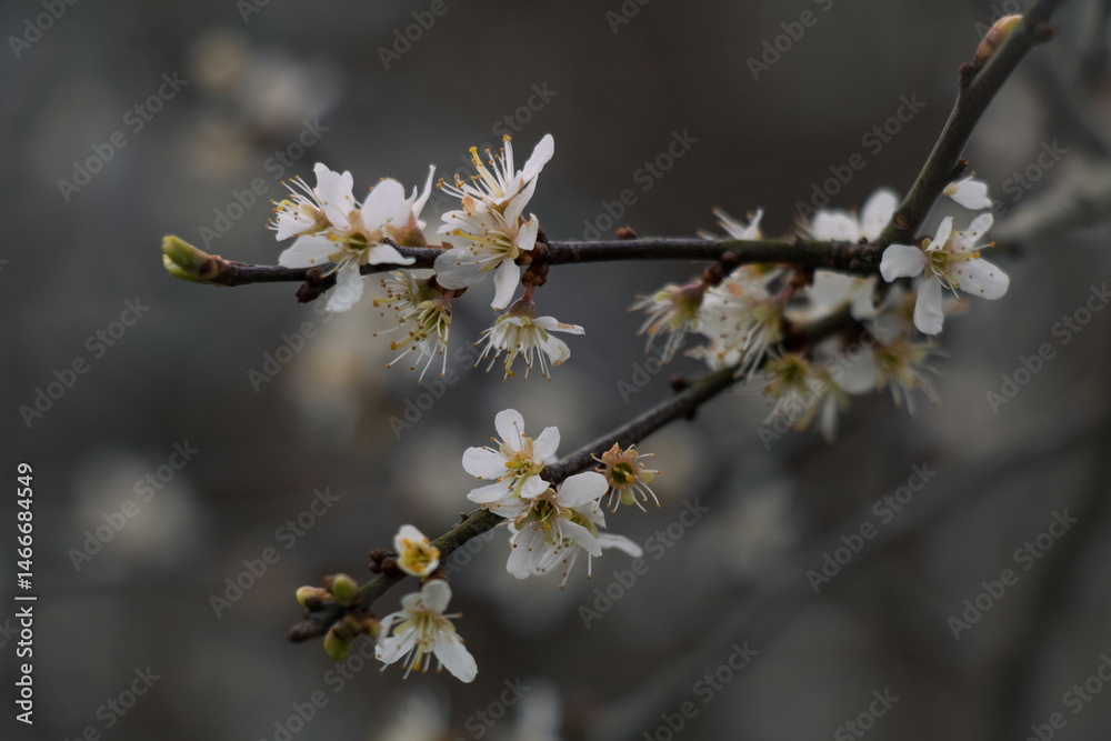 Small white flowers on a dark background, the first spring flowers on the bushes